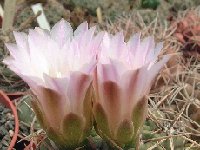 Gymnocalycium horridispinum ssp. achirasense ©JLcoll.1861.jpg